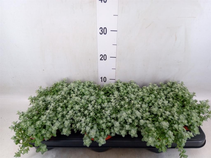 <h4>Helichrysum mic. 'Silver Mist'</h4>