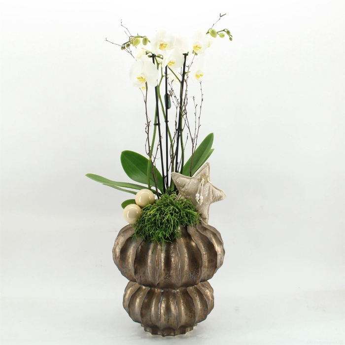 <h4>Arr.  Phalaenopsis  H%</h4>