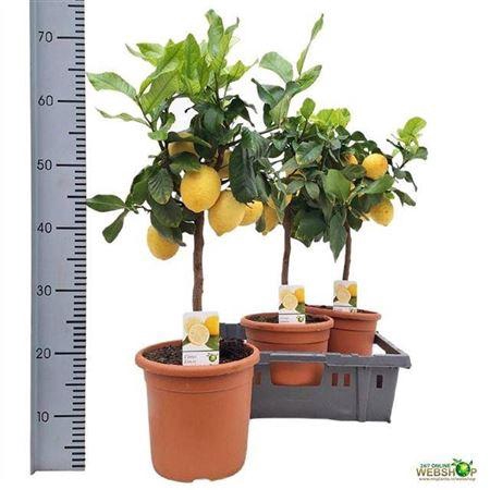 <h4>Citr Limon 5+</h4>