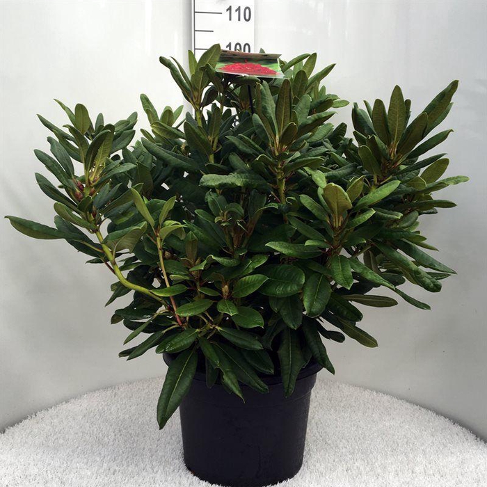 <h4>Rhodo. 'Leo' red</h4>