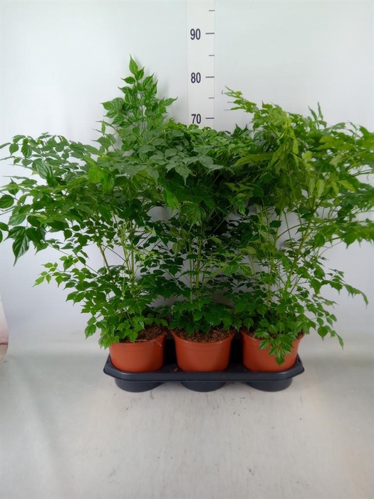 <h4>Radermachera sinica</h4>