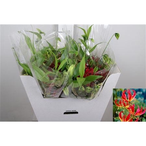 Gloriosa Rothschild