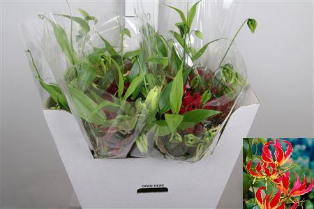 <h4>Gloriosa Rothschild Long</h4>