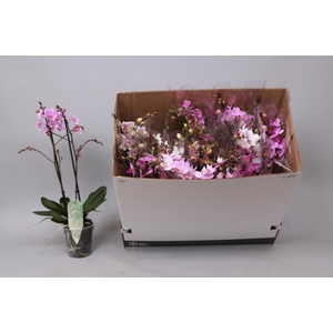 PHAL MF GEM 8 KL