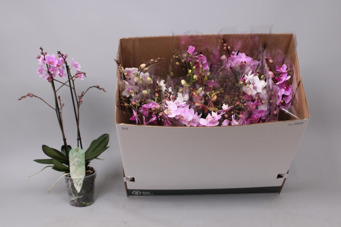 <h4>PHAL MF GEM 8 KL</h4>