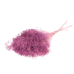 Broom Bloom Bunch Preserved Bleached Lilac