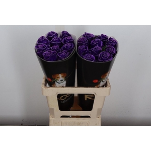 Wax-Rozen Wax Paars w8