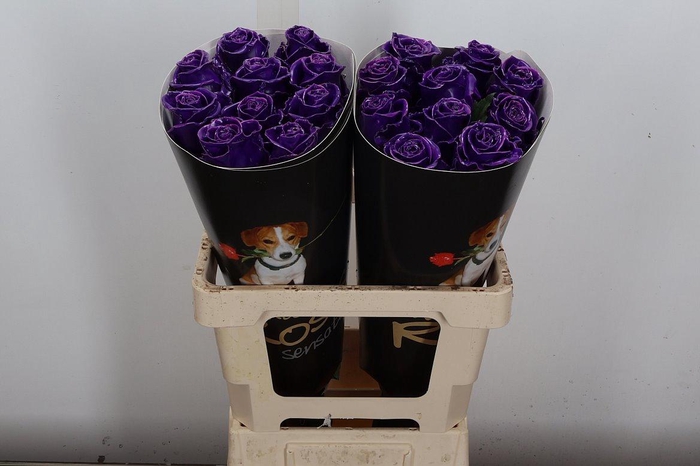 Wax-Rozen Wax Paars w8