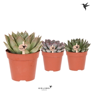 Kolibri Greens Succulenten Echeveria mix