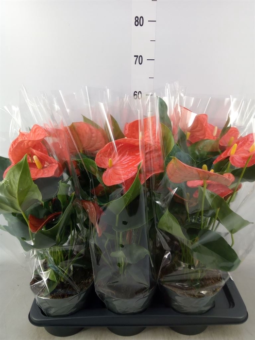 <h4>Anthurium andr. 'Orange King'</h4>