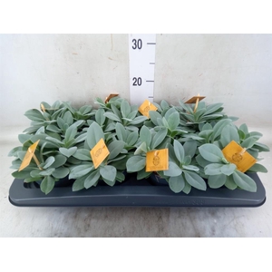 Senecio cephal. 'Mountain Fire'