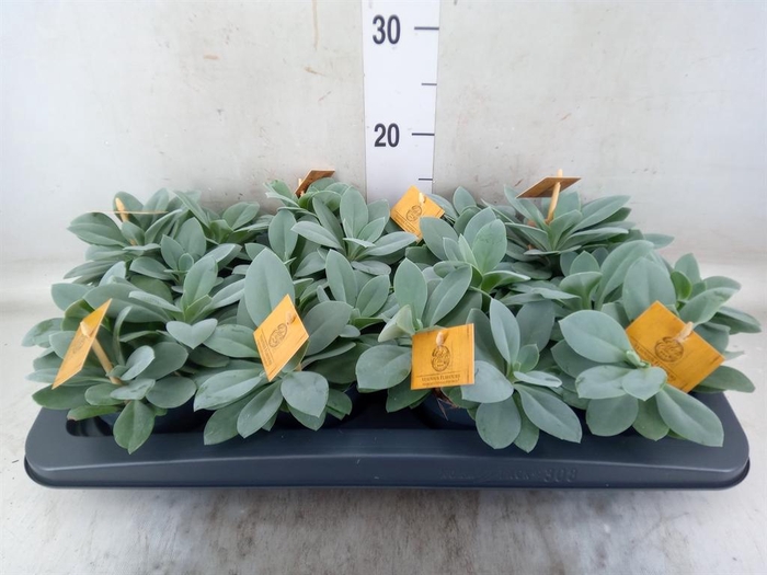 <h4>Senecio cephal. 'Mountain Fire'</h4>