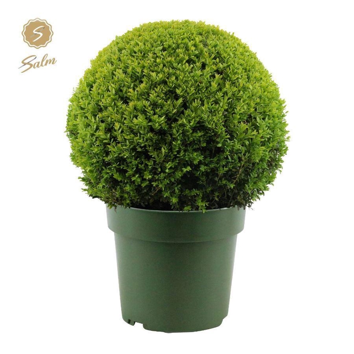 <h4>Buxus semp. Ball Ø50cm P33</h4>
