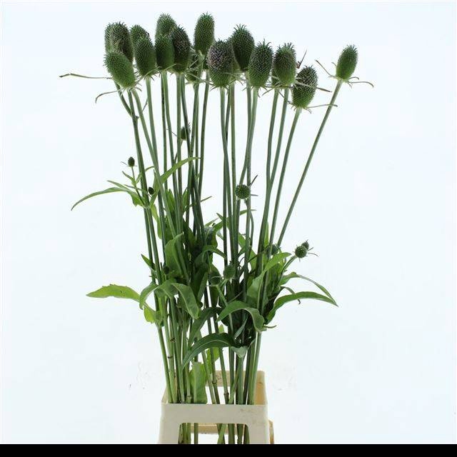 <h4>DIPSACUS</h4>