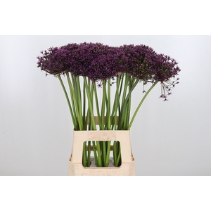 Allium Grootbloemig