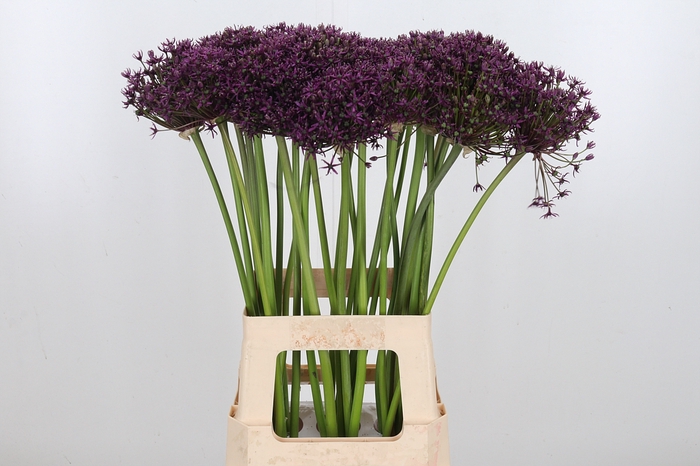 <h4>Allium Grootbloemig</h4>