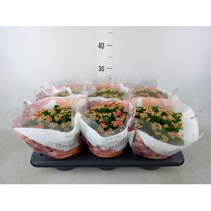 Kalanchoe blos. 'RosDon Nando'