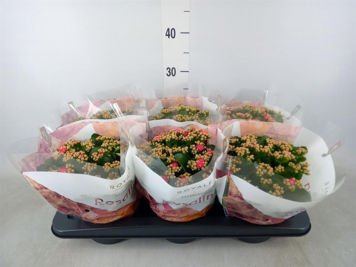 <h4>Kalanchoe blos. 'RosDon Nando'</h4>