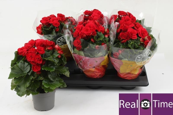 <h4>BEG DU BALADIN</h4>