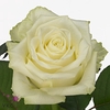 R Gr White Naomi Rose 60cm