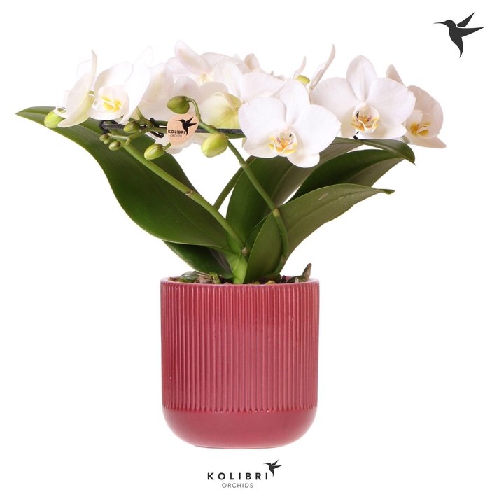 <h4>Kolibri Orchids Phalaenopsis Halo white in Flare pot red</h4>