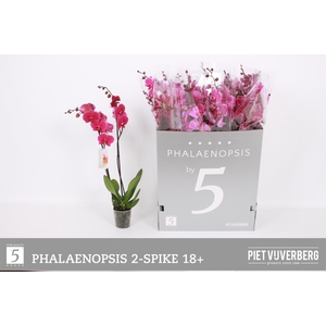PHAL OV PAARS