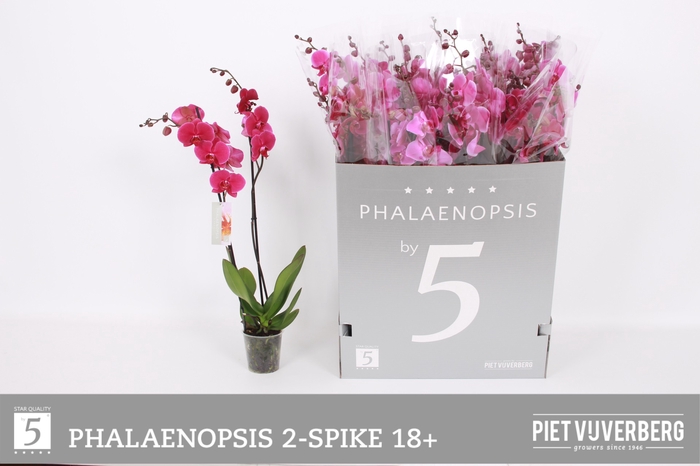 <h4>PHAL OV PAARS</h4>
