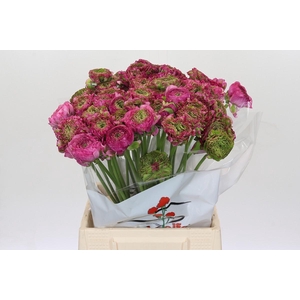 Ranunculus Pon Pon Malva