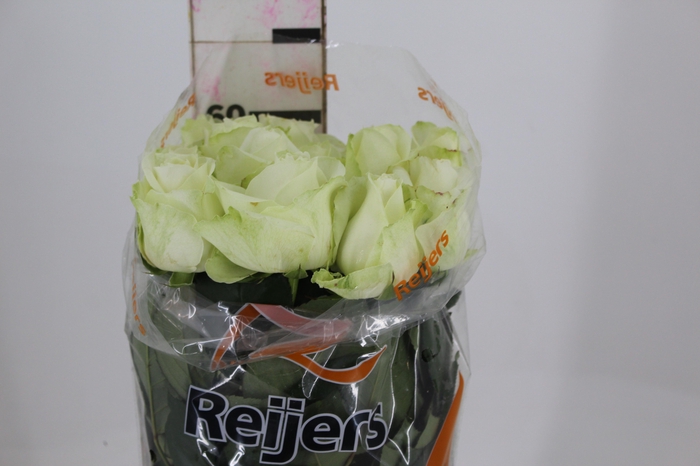 <h4>ROSA AVALANCHE 060 CM ESTUFA</h4>