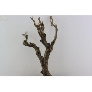 Seringenhout 50cm P/tk