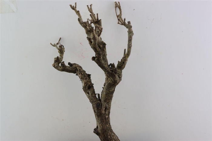 <h4>Seringenhout 50cm P/tk</h4>