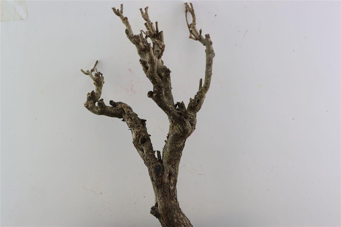 <h4>Seringenhout 50cm P/tk</h4>