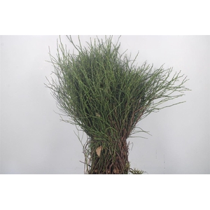 Bosbes Per Pak Extra Muis