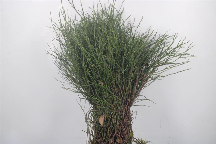 <h4>Bosbes Per Pak Extra Muis</h4>