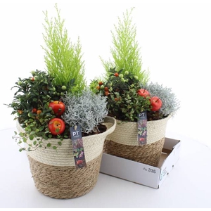 ARR TUINPLANTEN