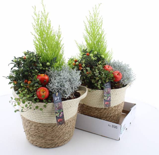 <h4>ARR TUINPLANTEN</h4>