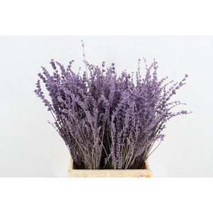 DF Lavender Bs Milka