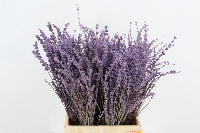 <h4>DF Lavender Bs Milka</h4>