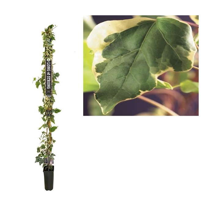 <h4>Hedera 'Gloire de Marengo' +Long & strong label</h4>