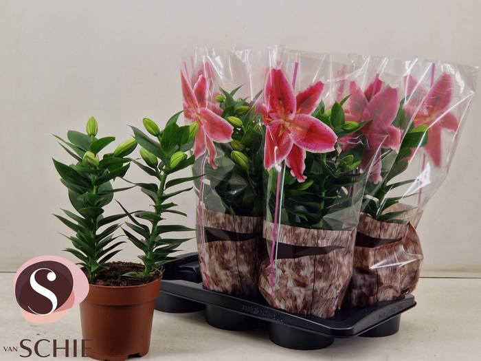 <h4>LIL OR SOUVENIR</h4>