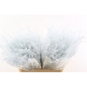 Lepidium White