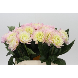 Dahlia Dianas Memory