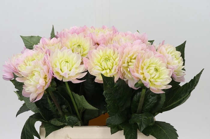 <h4>Dahlia Dianas Memory</h4>