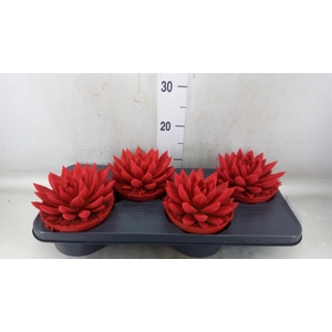 Echeveria  'Miranda'