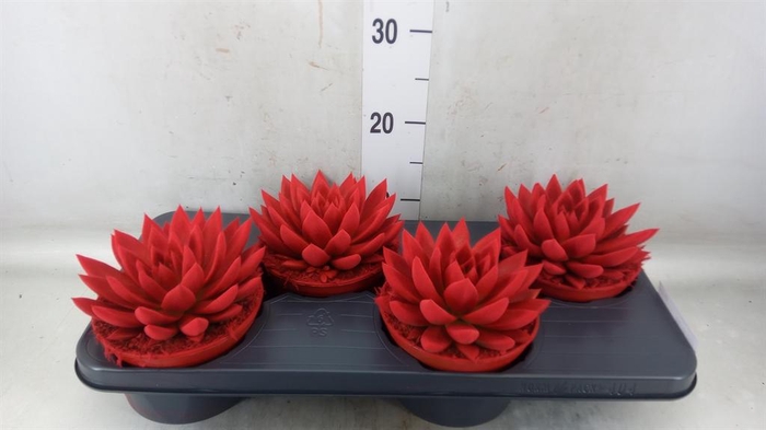 <h4>Echeveria  'Miranda'</h4>