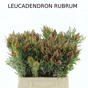 Leucad Plumosum Single