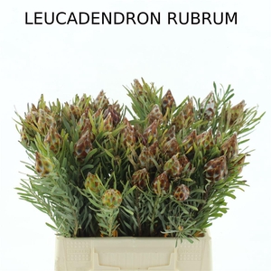 Leucad Plumosum Single