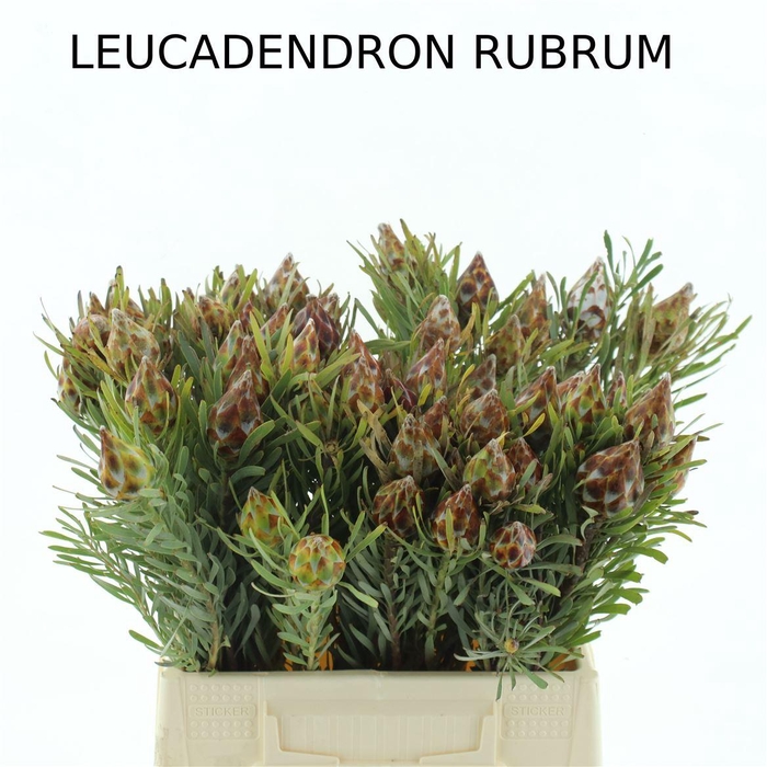 <h4>Leucad Plumosum Single</h4>