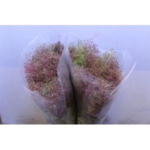 Cotinus C M Green Fountain
