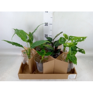 Planten  ..mix